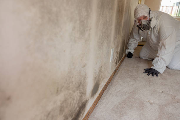 Best Mold Remediation for Rental Properties  in USA